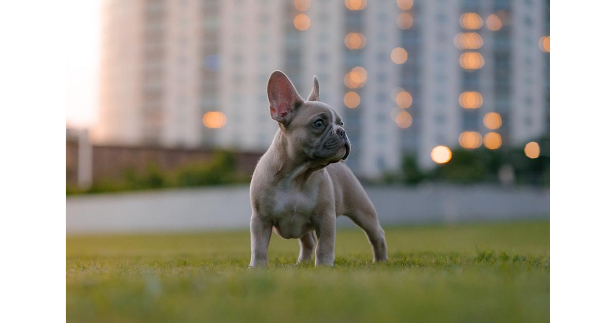 AKC Purebred French Bulldog Breeders vs. Backyard Breeders