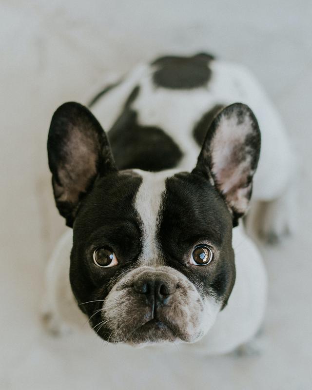 A French bulldog looking up at the camera.