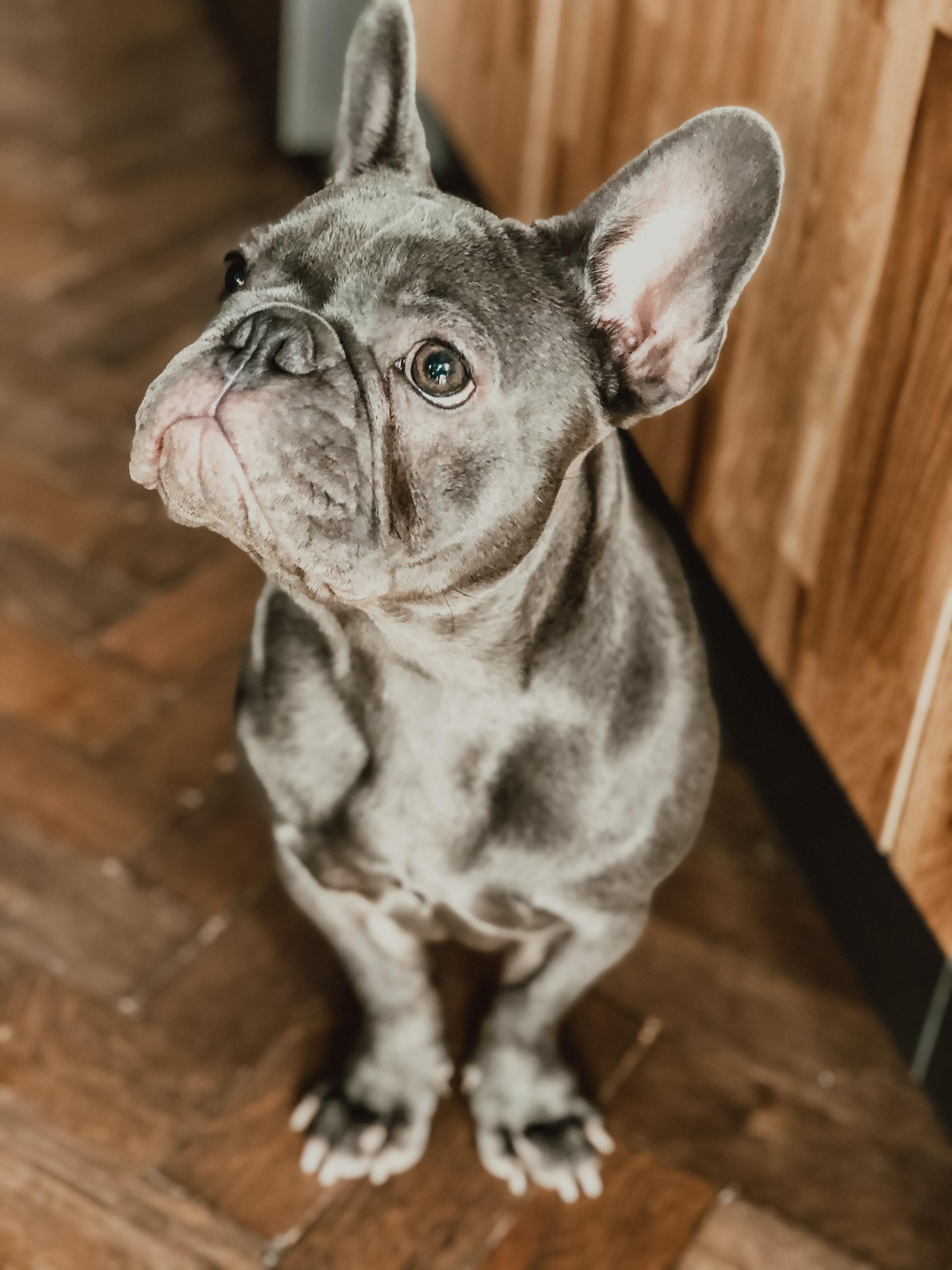 What Should You Look for in a Frenchie Stud Service?