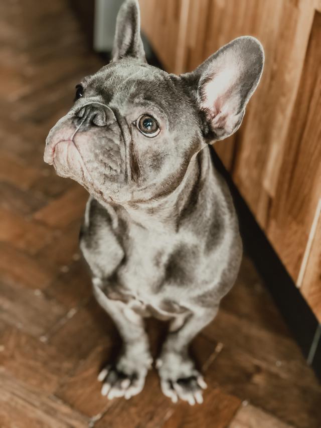 What Should You Look for in a Frenchie Stud Service?