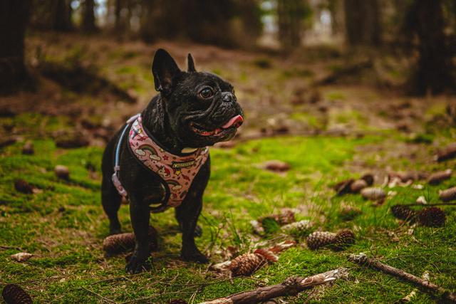 French bulldog breeders can help you find the best friend of a lifetime.