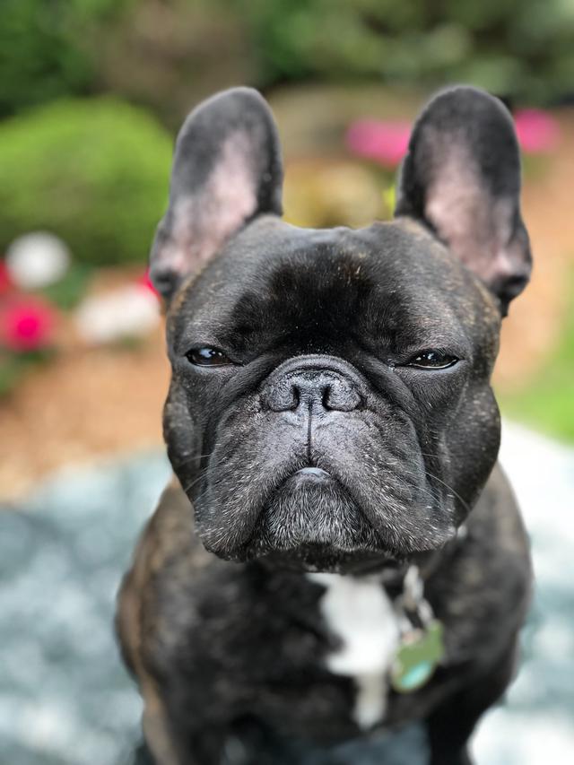 Health problems French bulldog breeders need to be aware of in Southern California