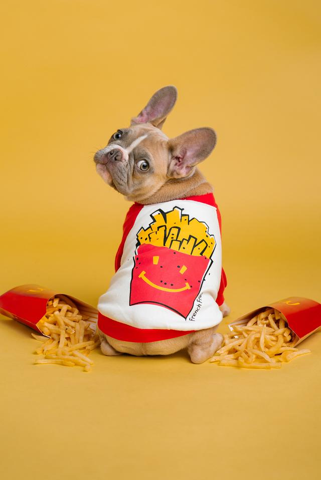 Image of a So-Cal French bulldog puppies sitting next to takeout containers of fries, wearing a shirt with a graphic of fries on it.