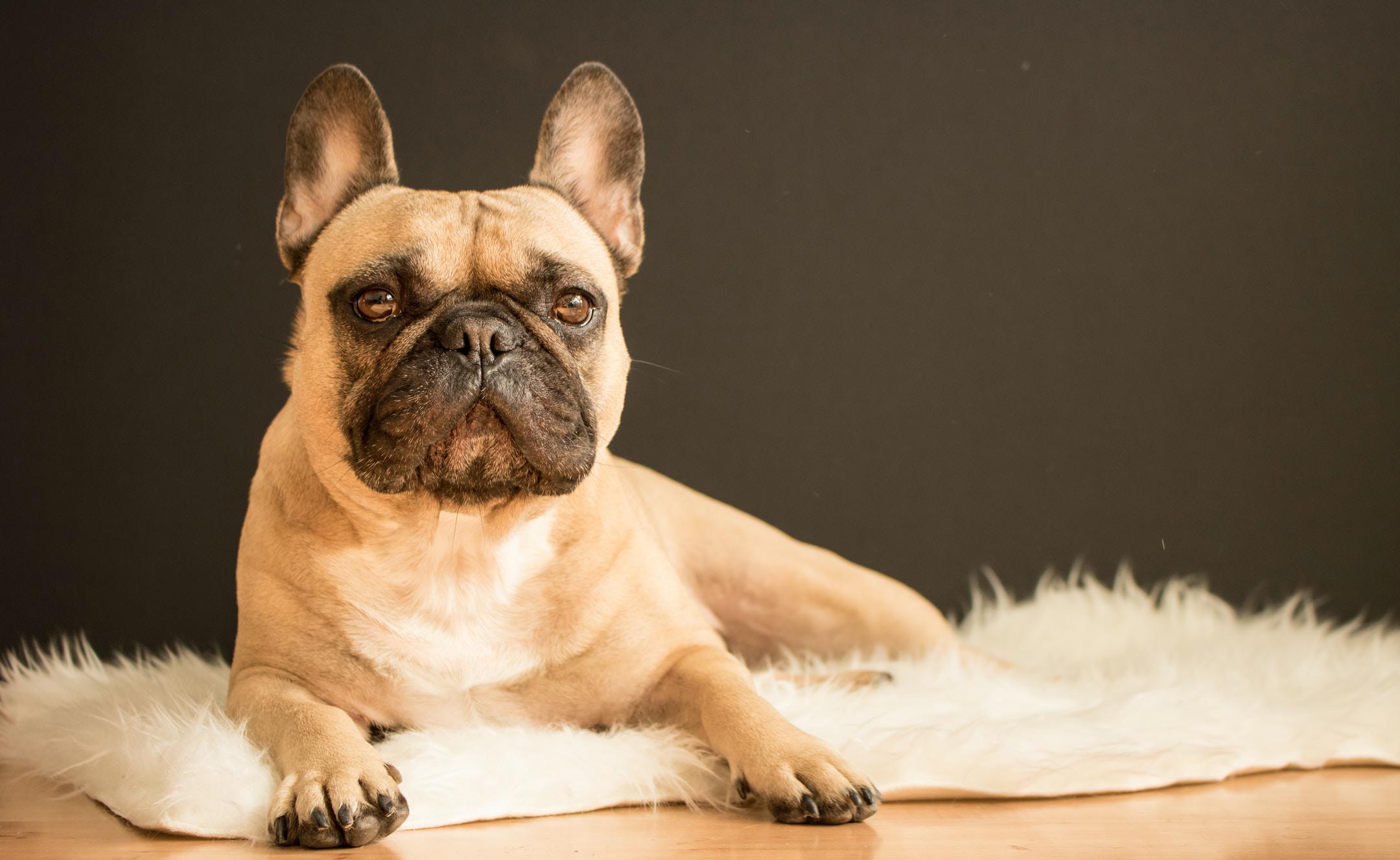 6 ways to tell reputable French bulldog breeders