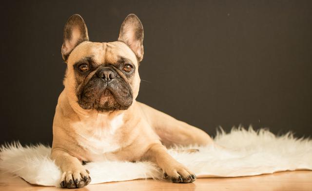 6 ways to tell reputable French bulldog breeders