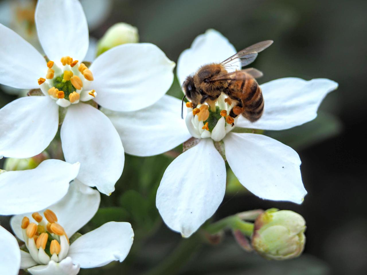 Bees pollinating the white flowers on a Choisya Ternata