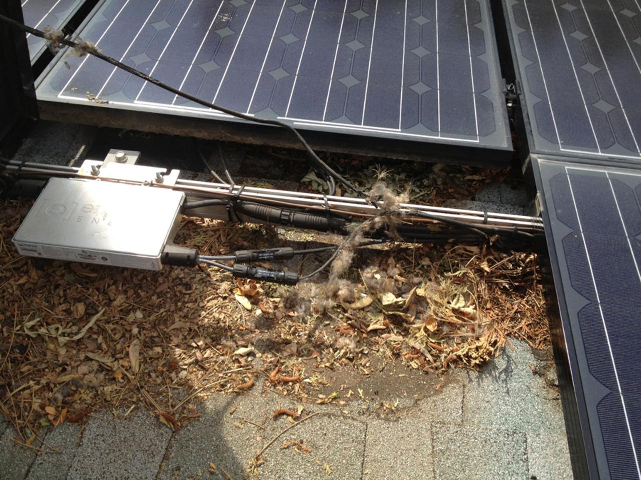 squirrel and bird damage.jpg