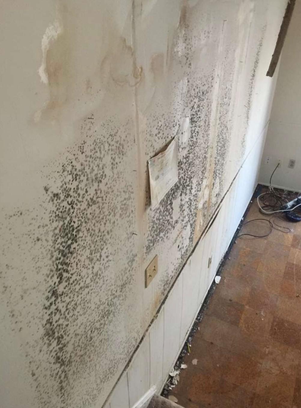 mol remediation1.jpg