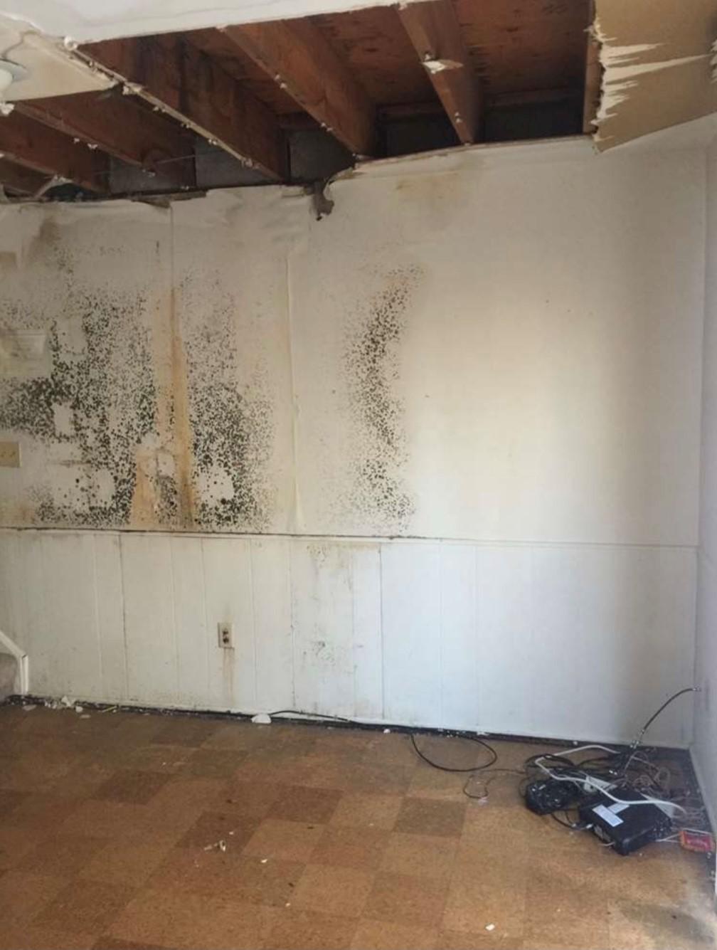 mol remediation2.jpg