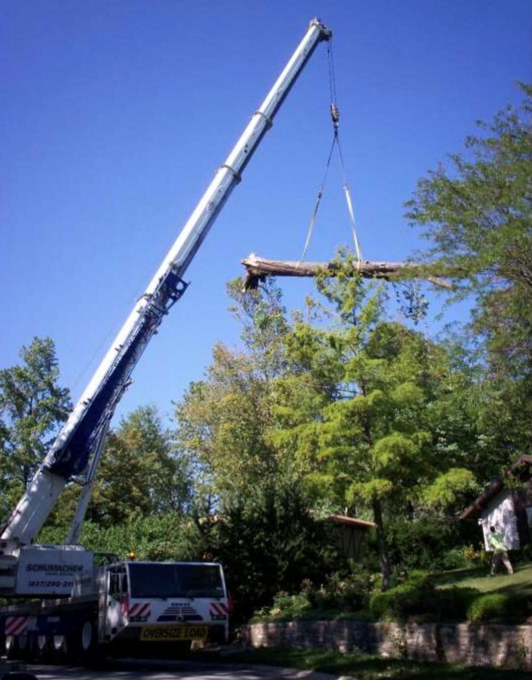 tree crane.jpg