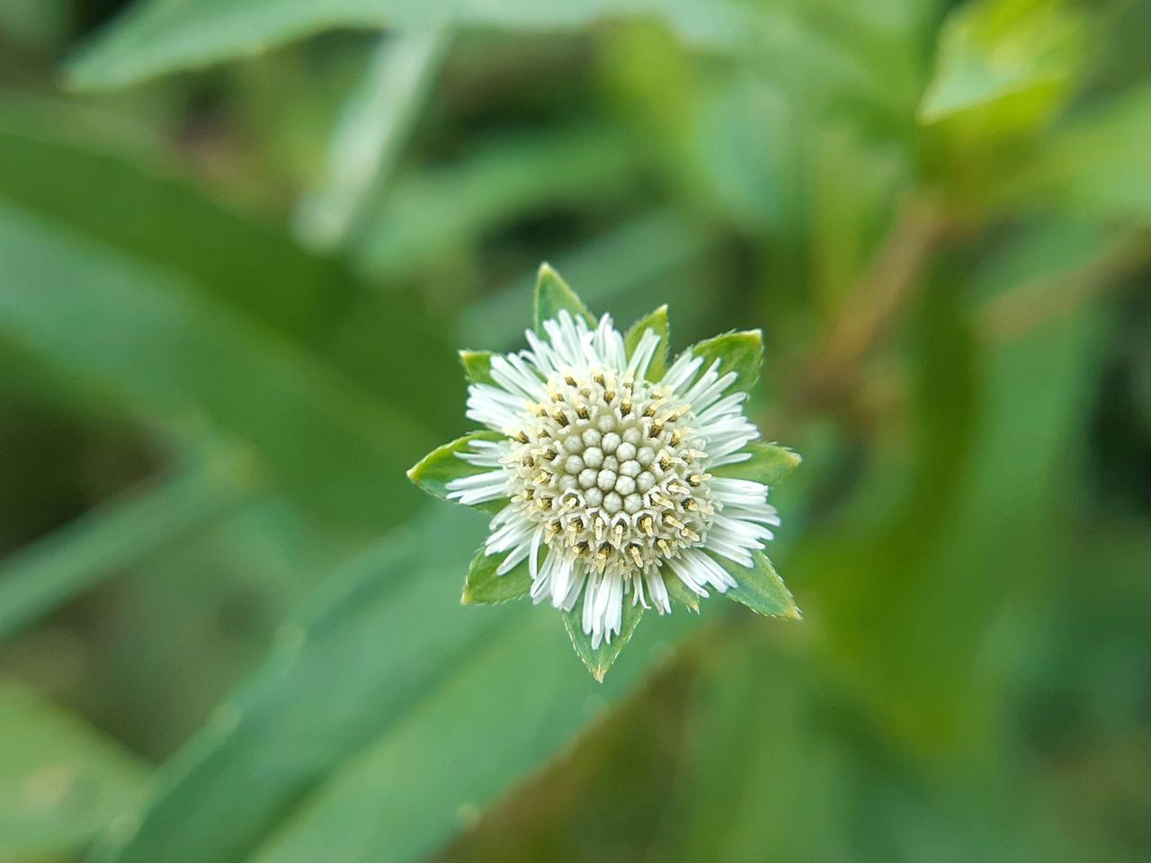 Eclipta prostrata, commonly known as False Daisy or Bhringraj, is a medicinal herb with reputed health benefits and Ayurvedic uses.