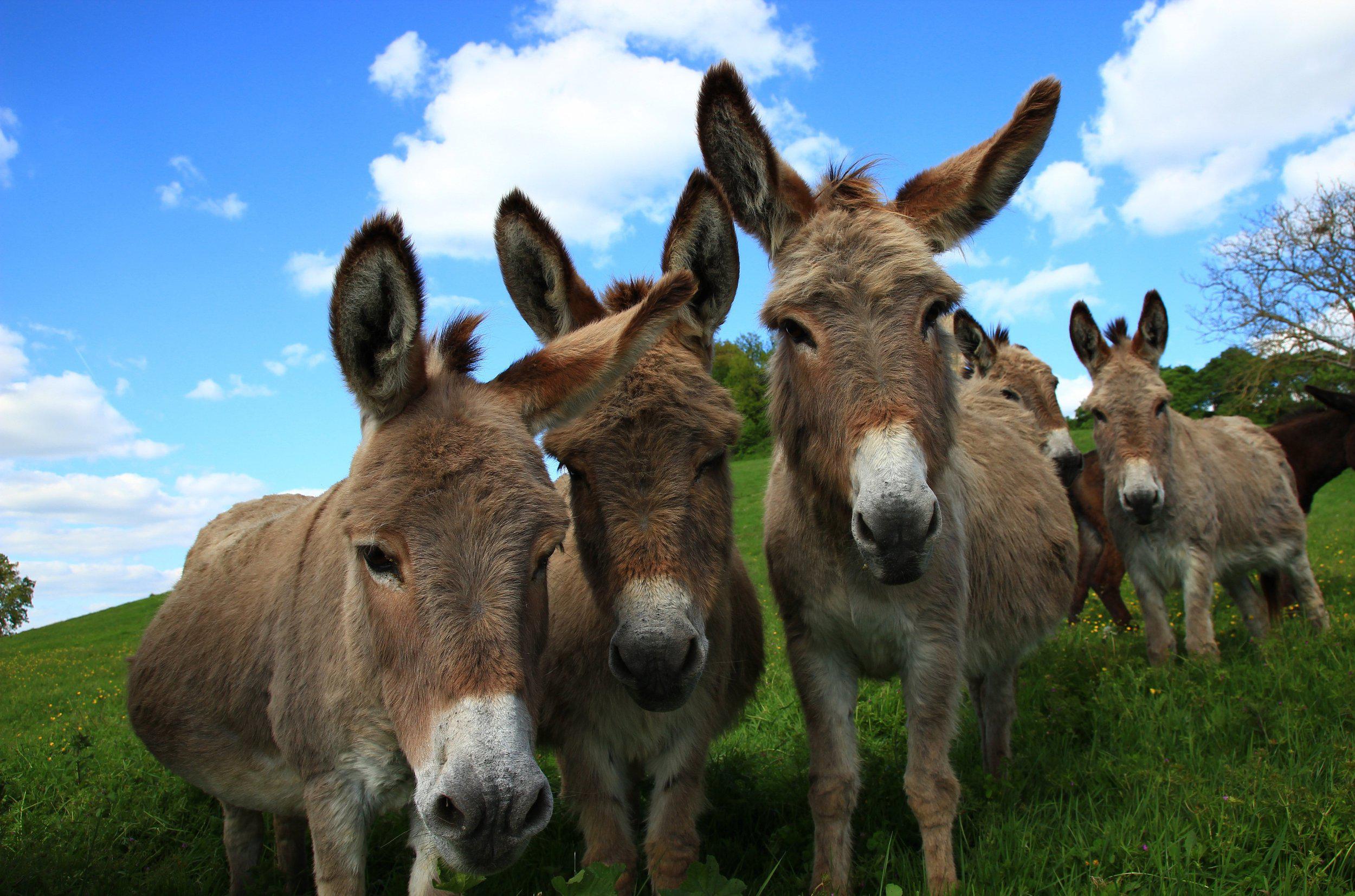 donkeys in field.jpg