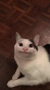 polite cat.jpg
