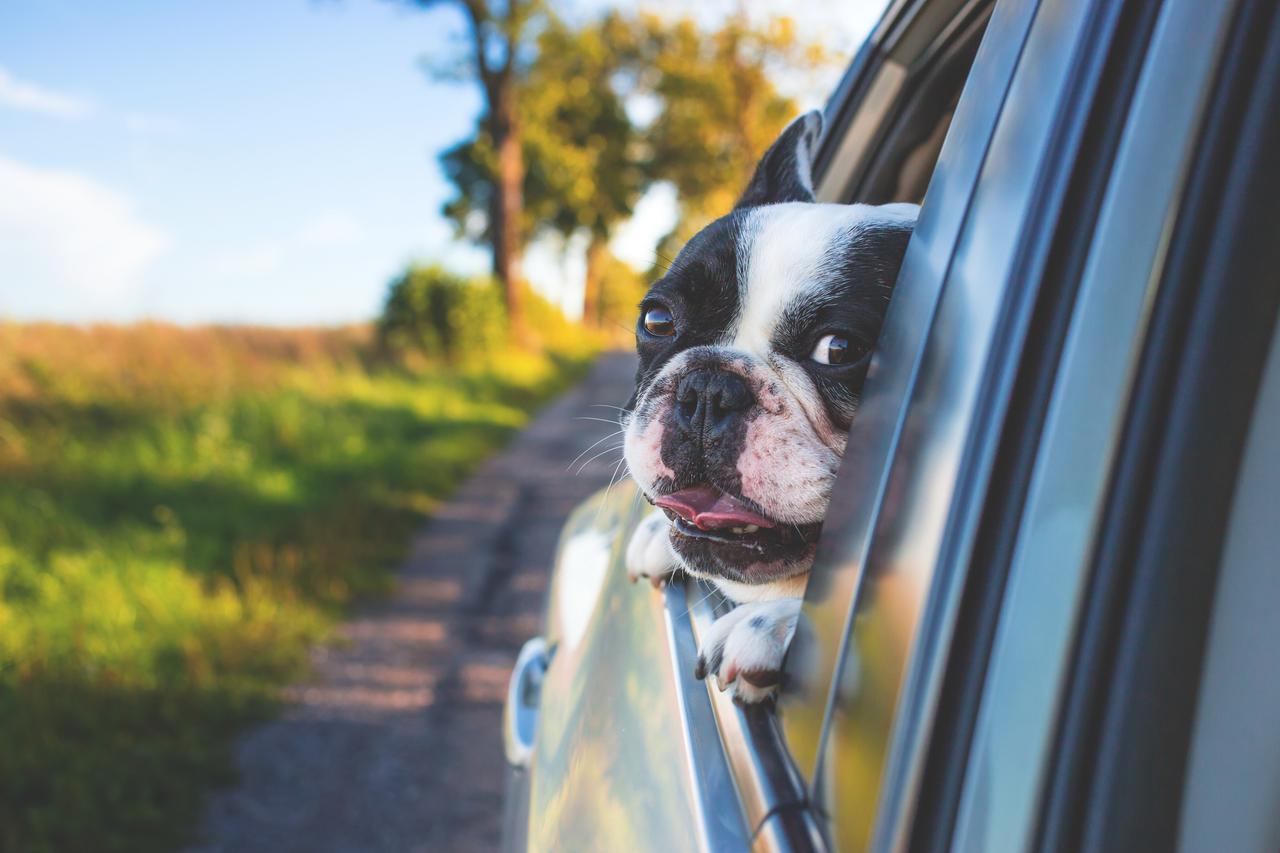 A dog with its head out the window on a drive.