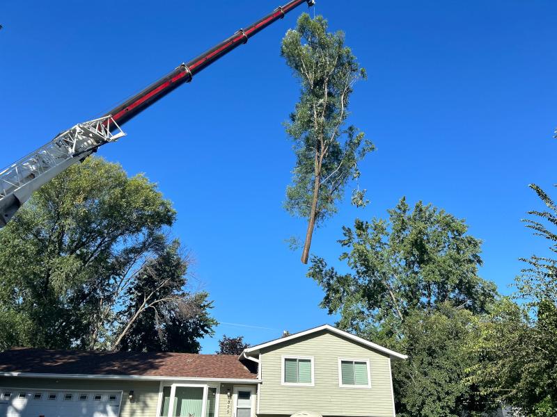 tree_removal_crane.jpg