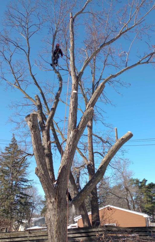 tree_removal_climbing.jpg