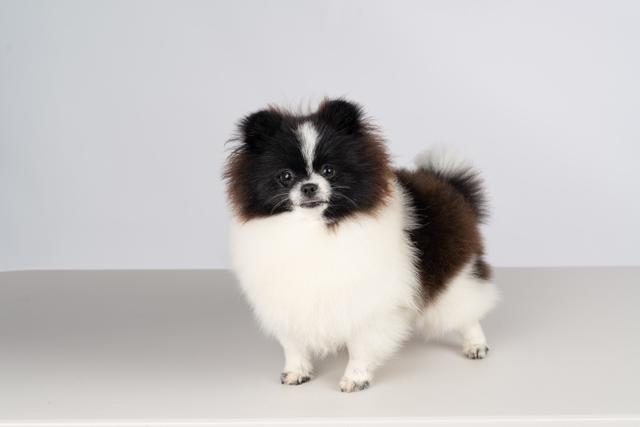 ColorMe&#x27;s Devlish Little Princess ("Petyon")