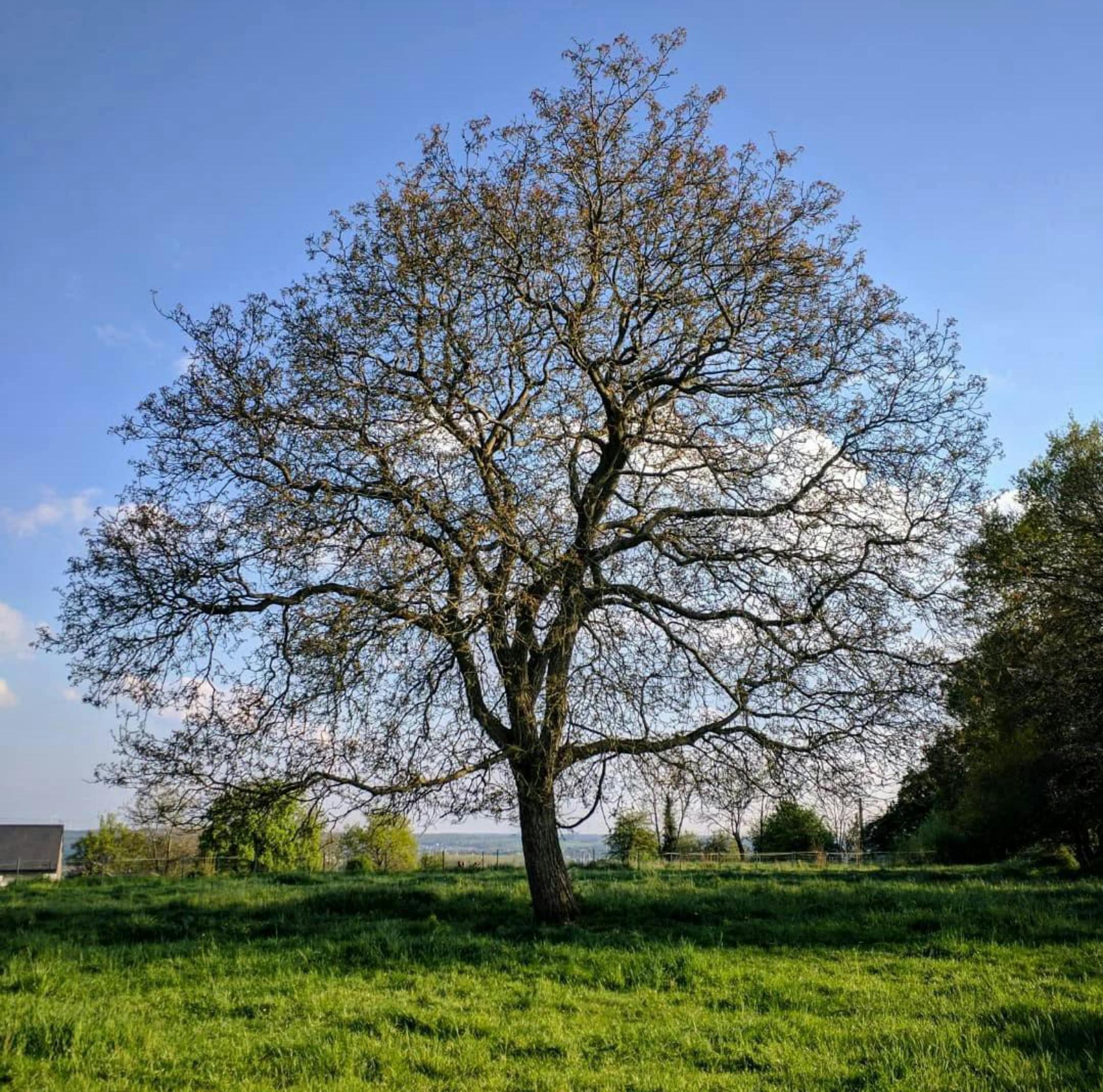 Single tree stands tall in a vibrant green meadow under the clear blue sky.