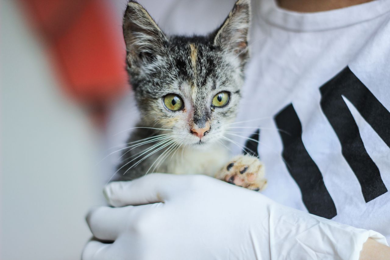 Hand gently cradling a newborn kitten