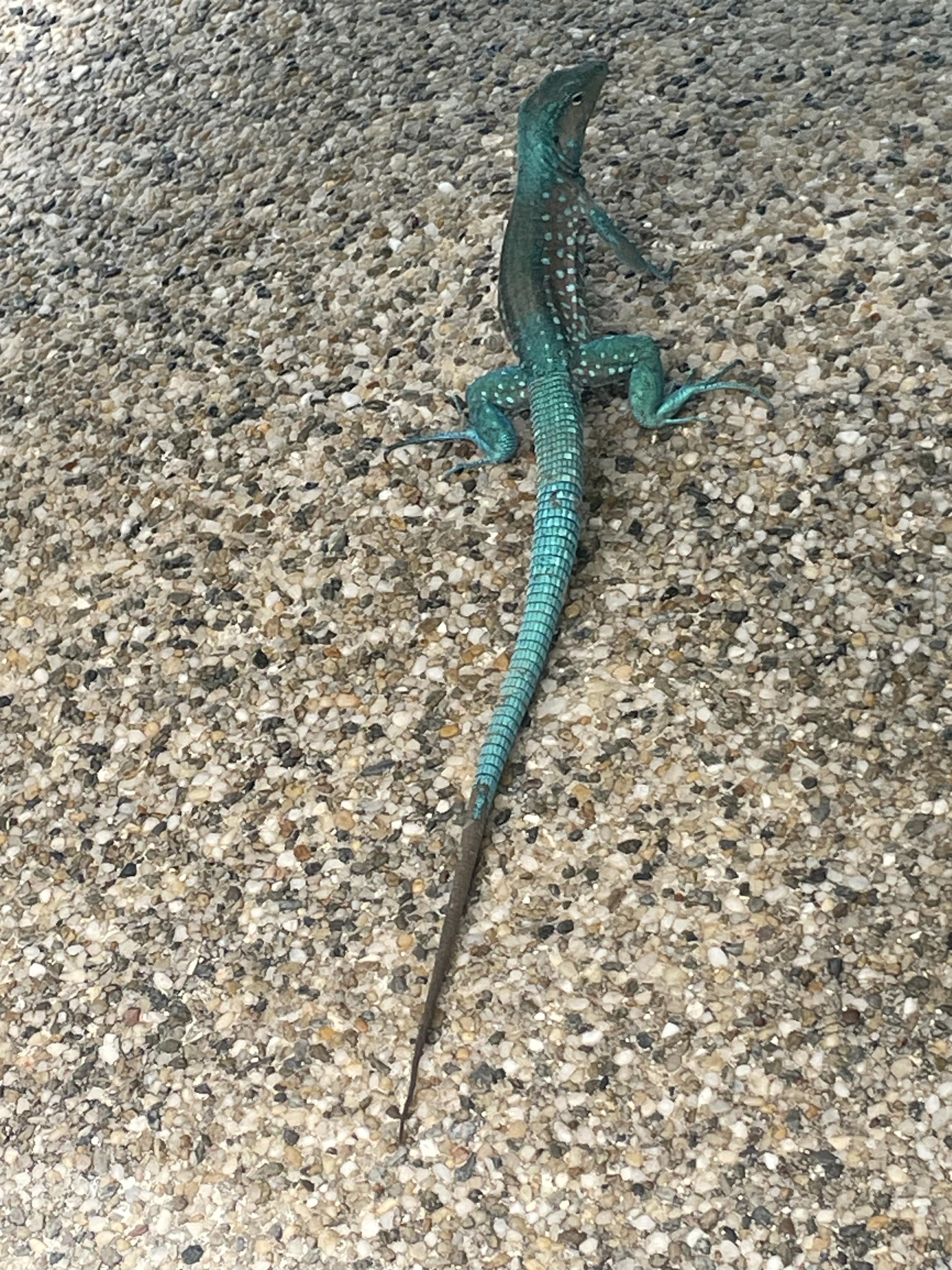 chameleon aruba.jpg