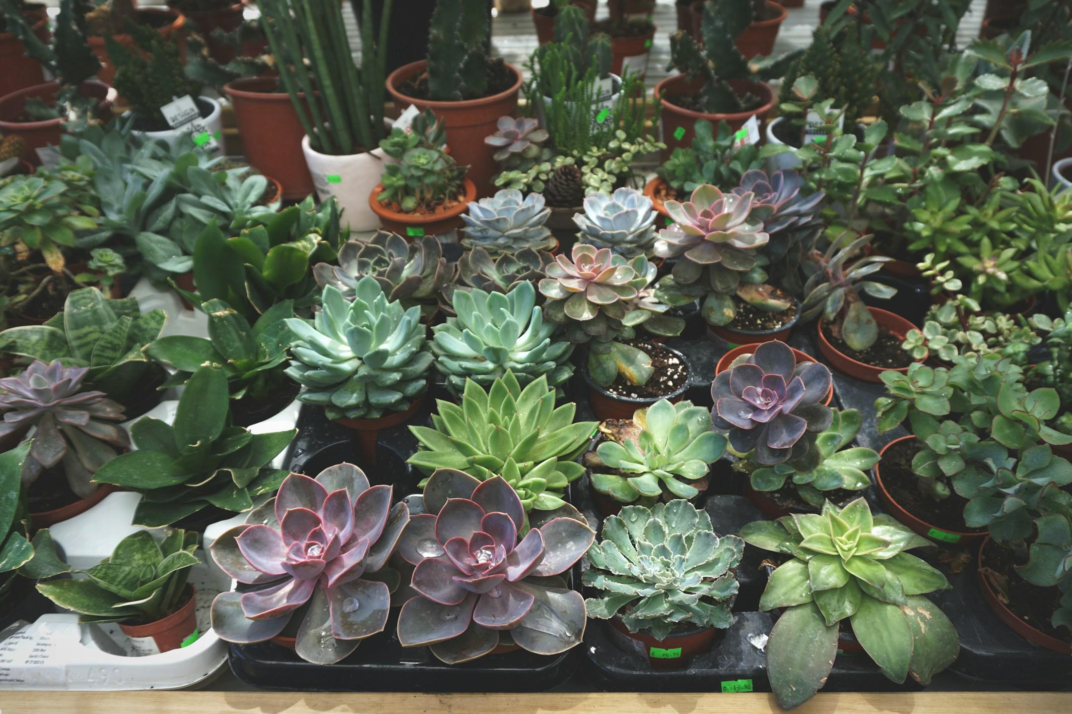 Many different succulents on the table.
