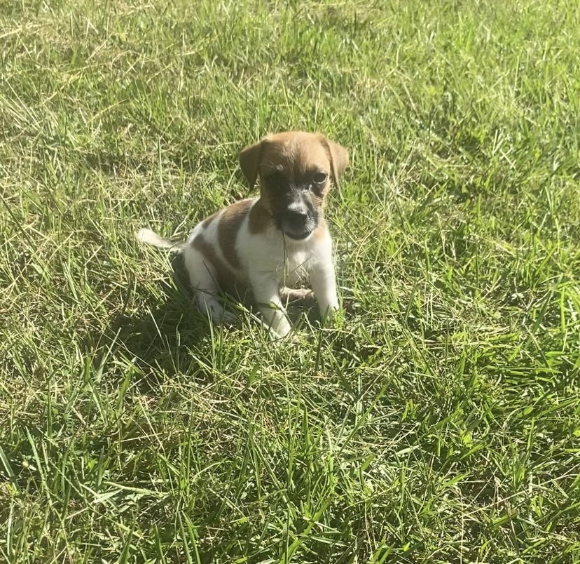 Perry - Jack Russell Terrier Puppy