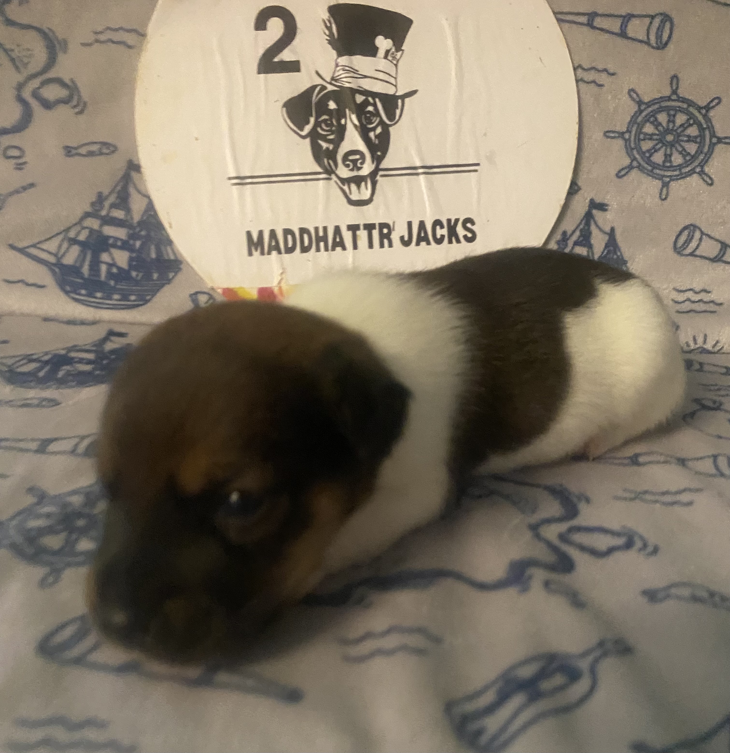 Paul - Jack Russell Terrier Puppy