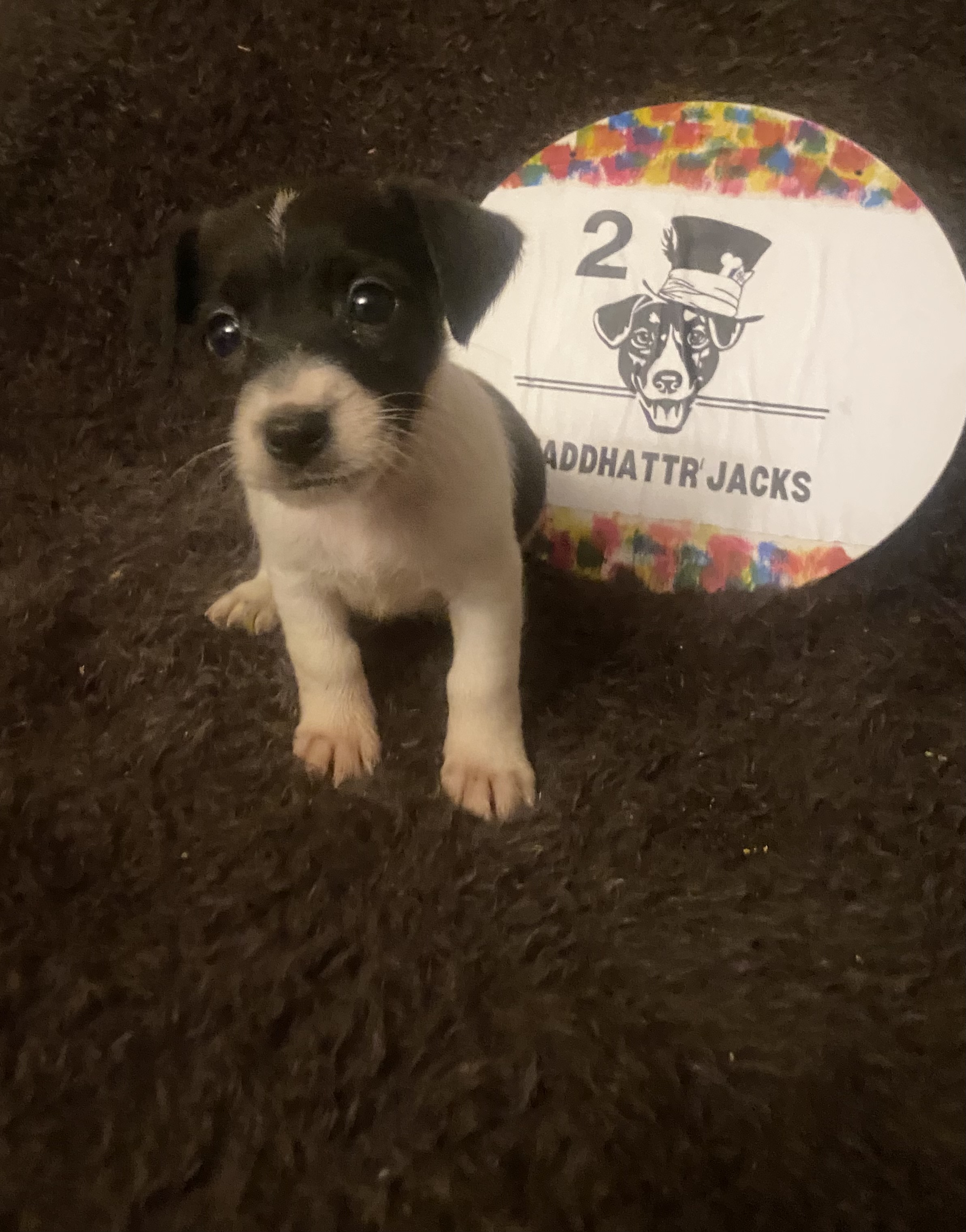 Quinn - Jack Russell Terrier Puppy
