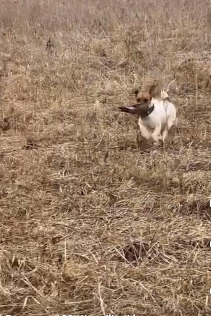 Happy Jack Russell Terrier