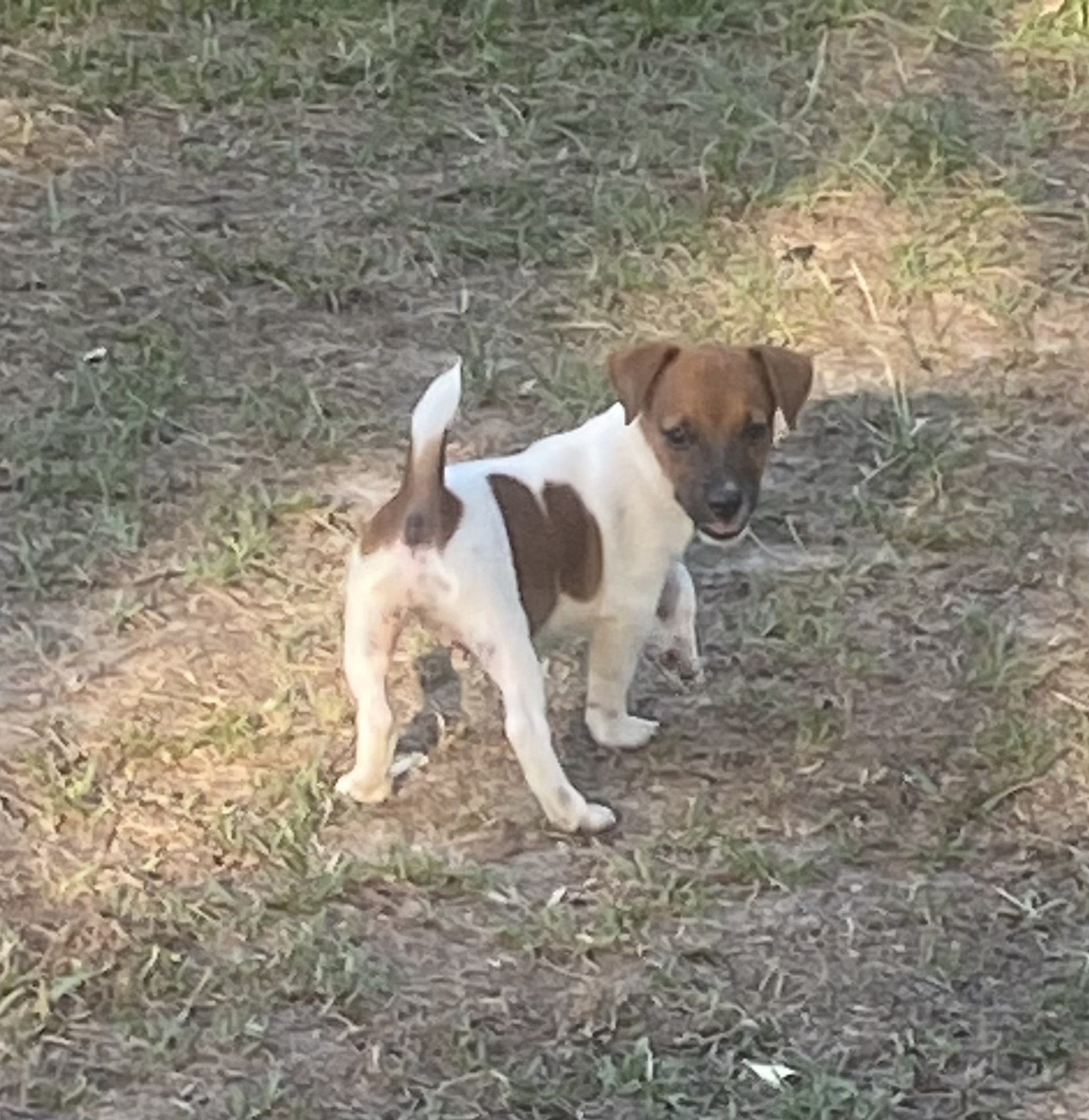 Dean - Jack Russell Terrier Puppy
