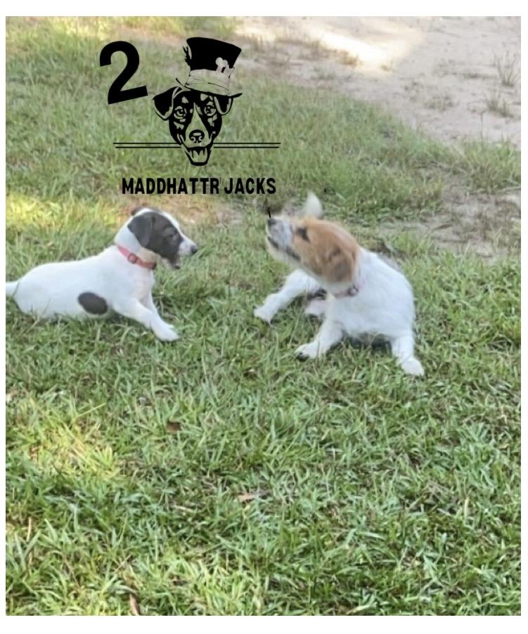 Dogs playing outdoors