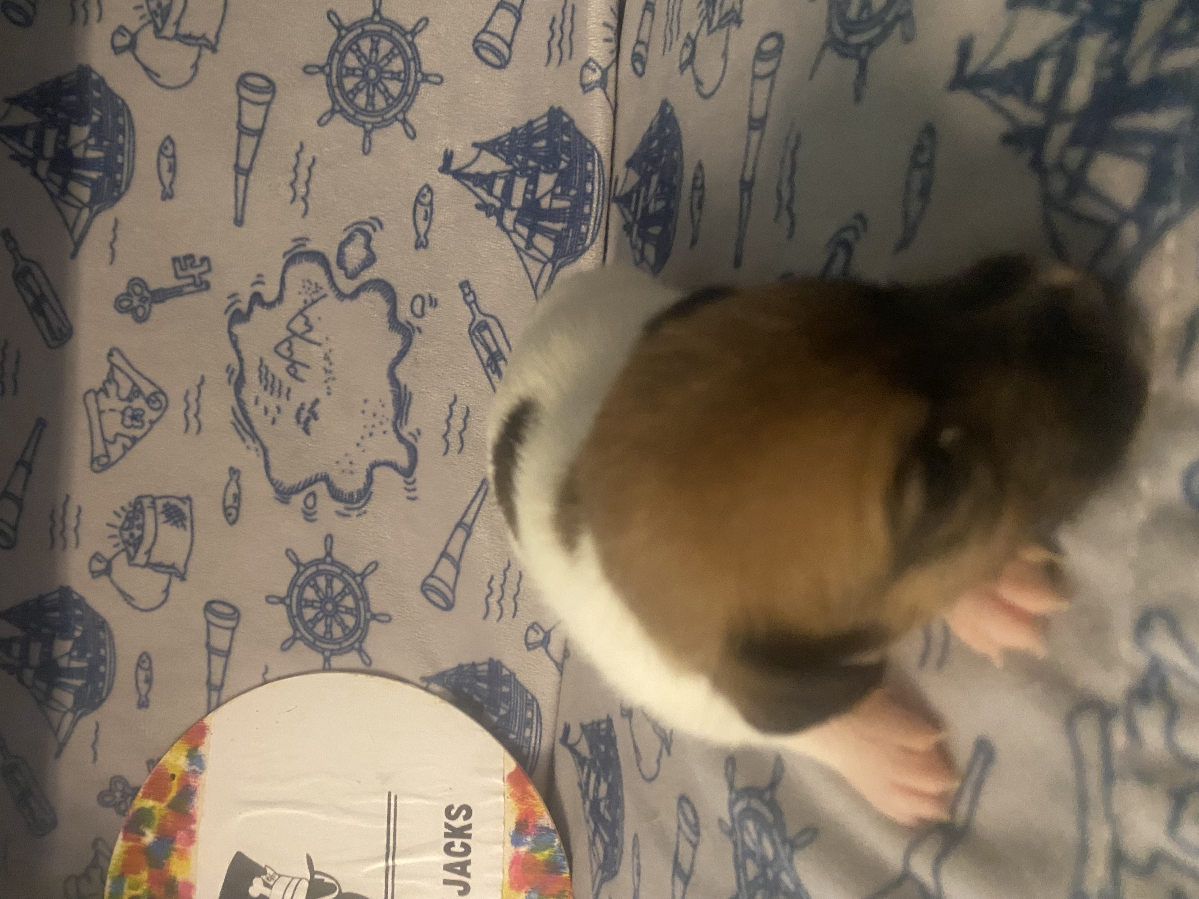 Pippa - Jack Russell Terrier Puppy