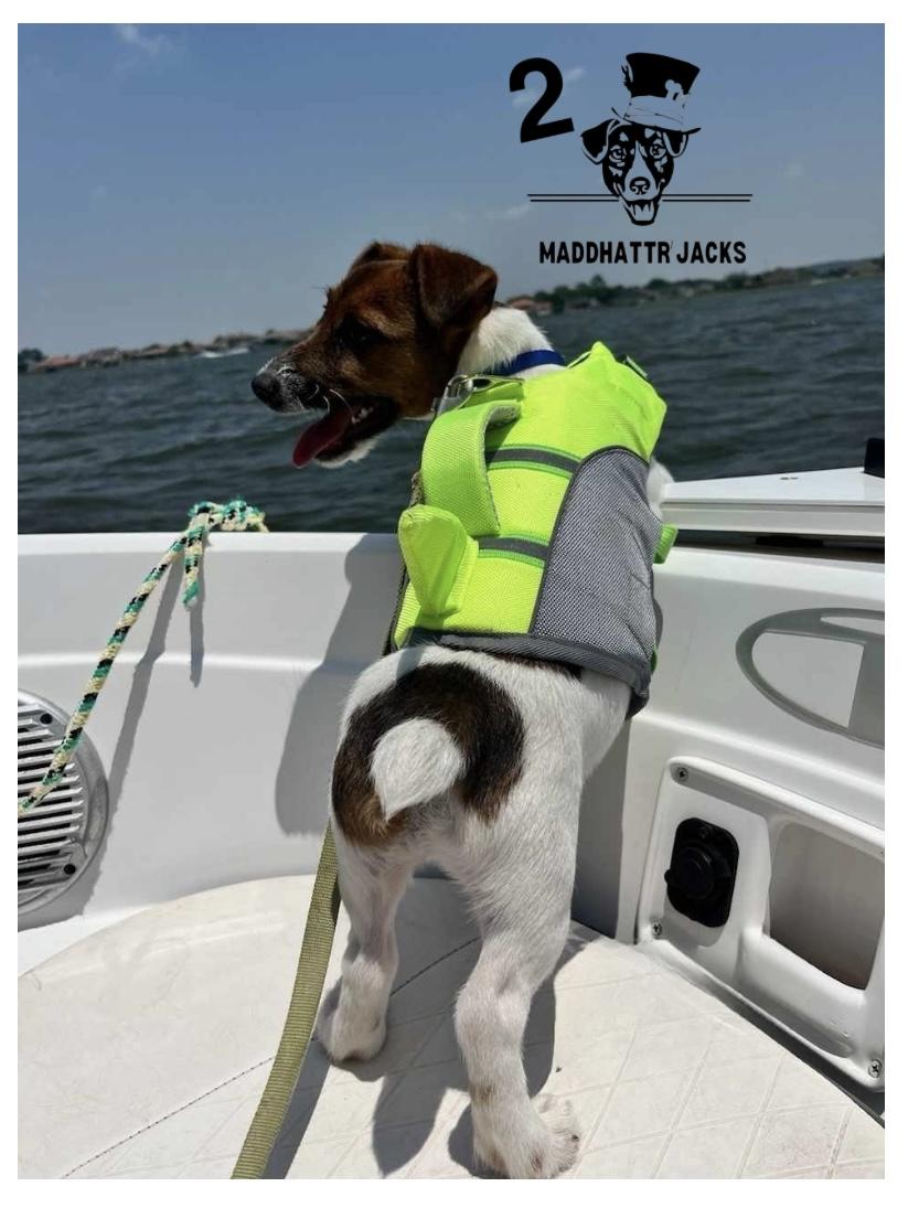 Happy Russell Terrier puppies in home