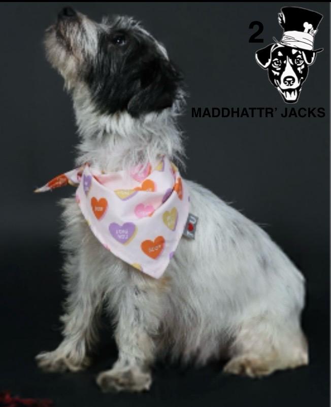 EJRTCA English Jack Russell Terrier