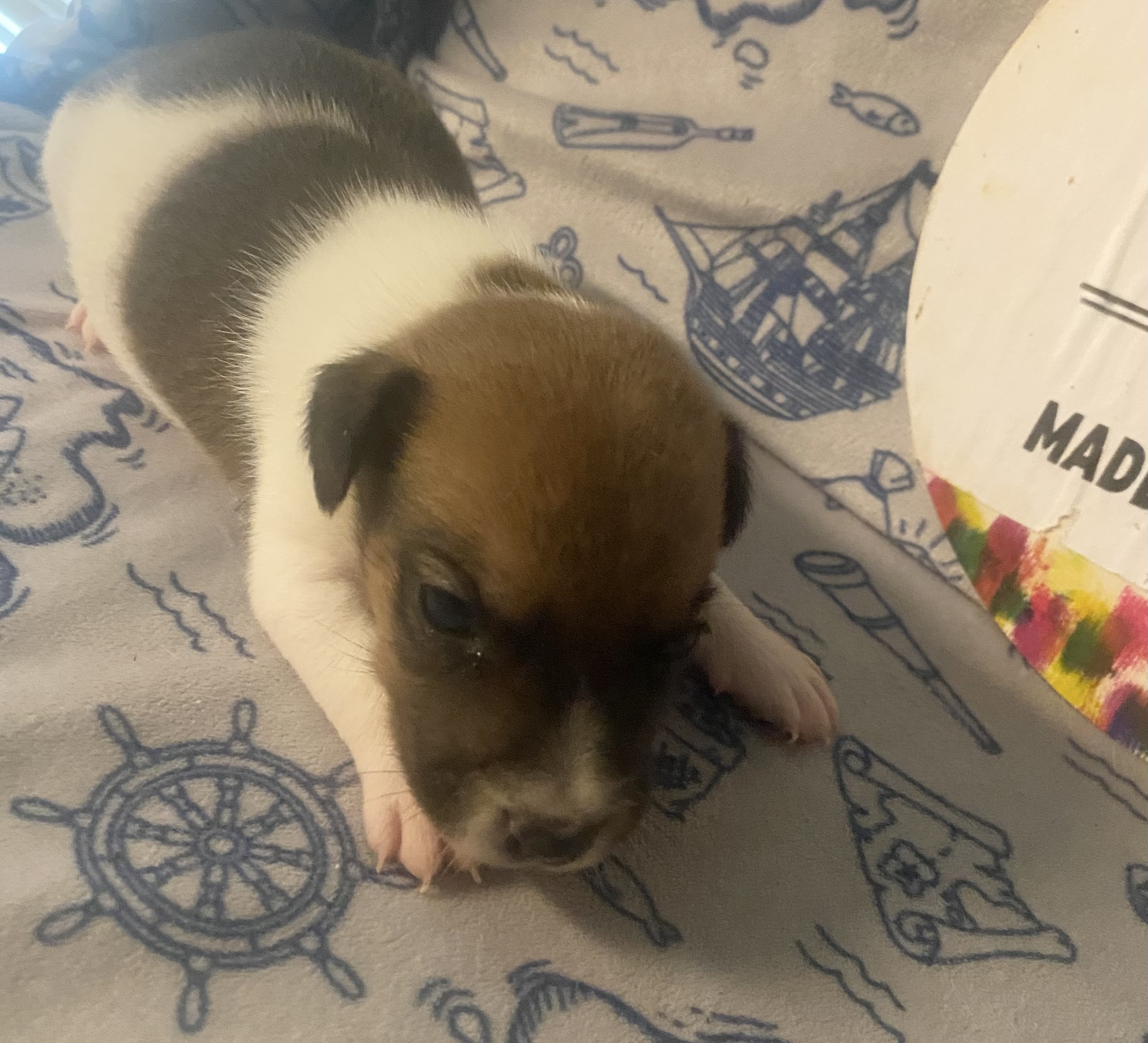 Pierce - Jack Russell Terrier Puppy