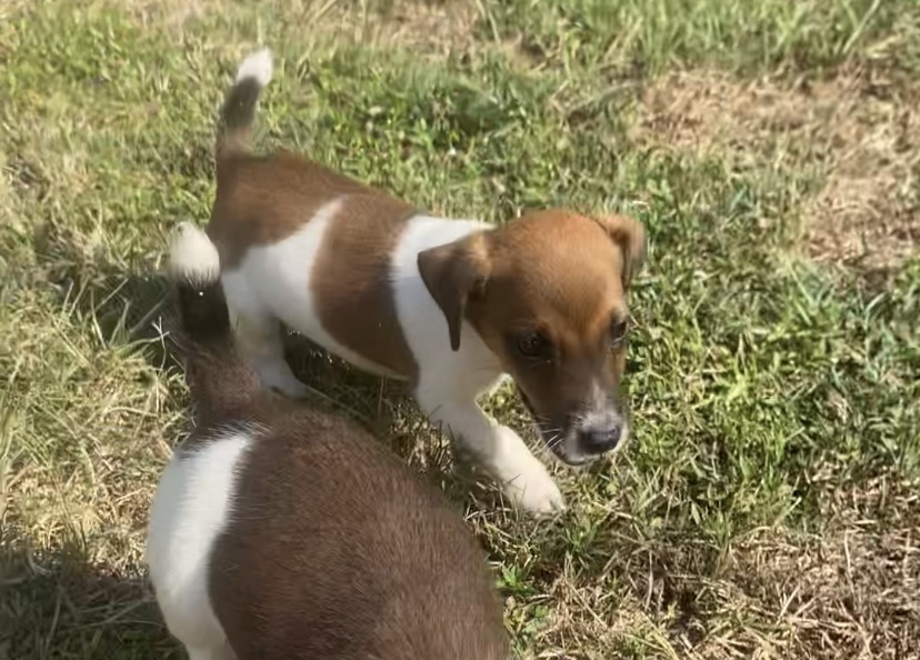 Pierce - Jack Russell Terrier Puppy