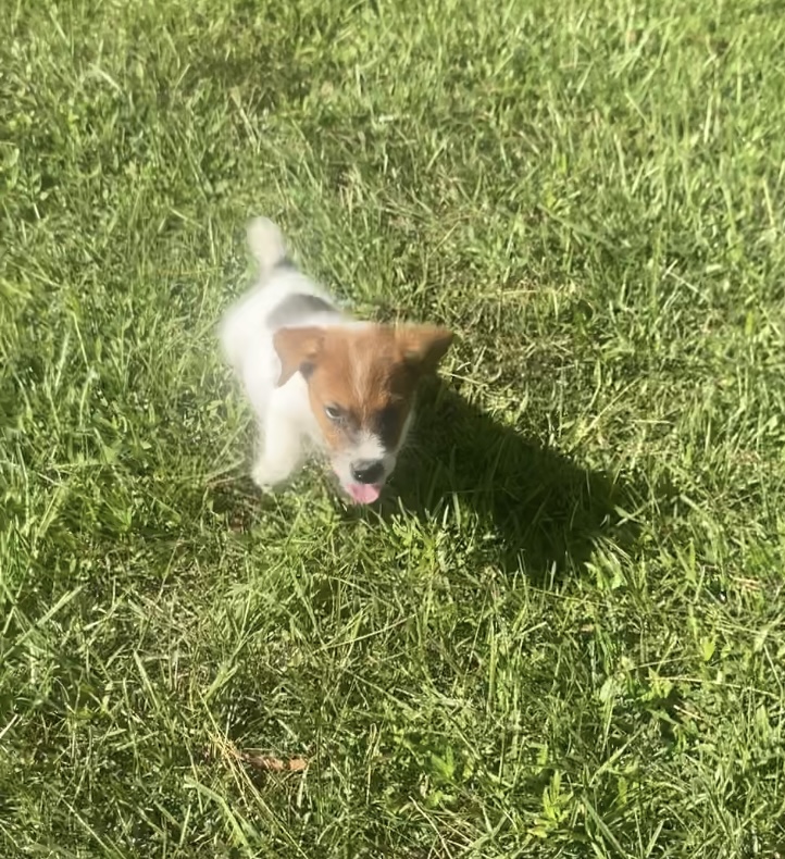 Parker - Jack Russell Terrier Puppy