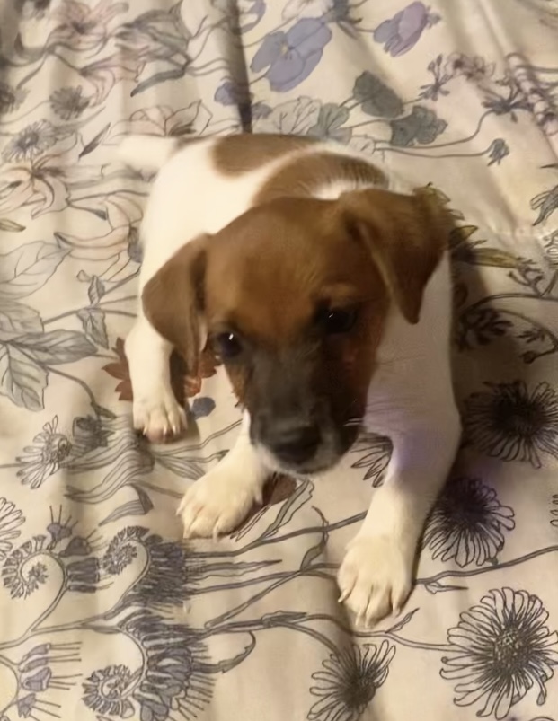 Ray - Jack Russell Terrier Puppy
