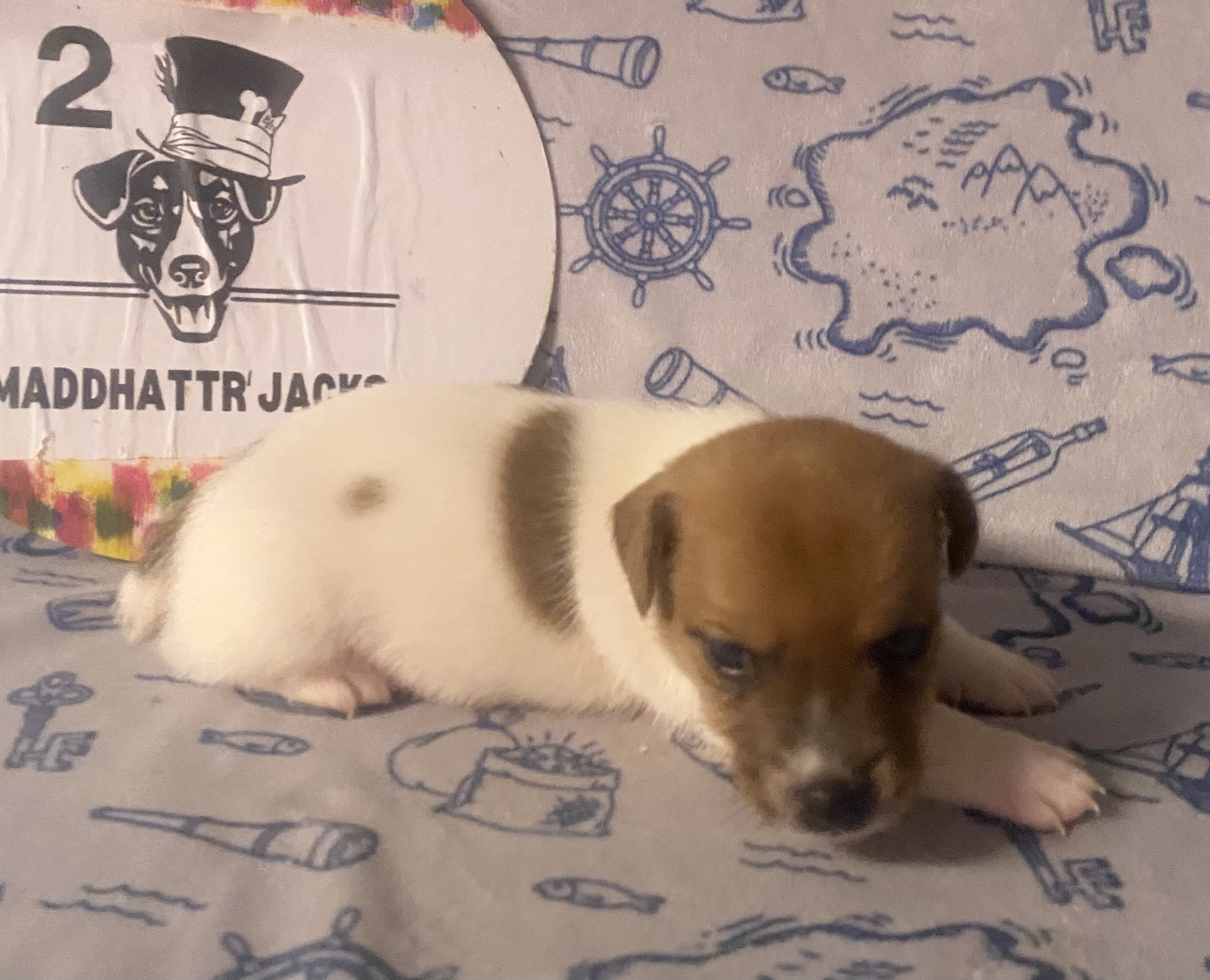 Rory - Jack Russell Terrier Puppy