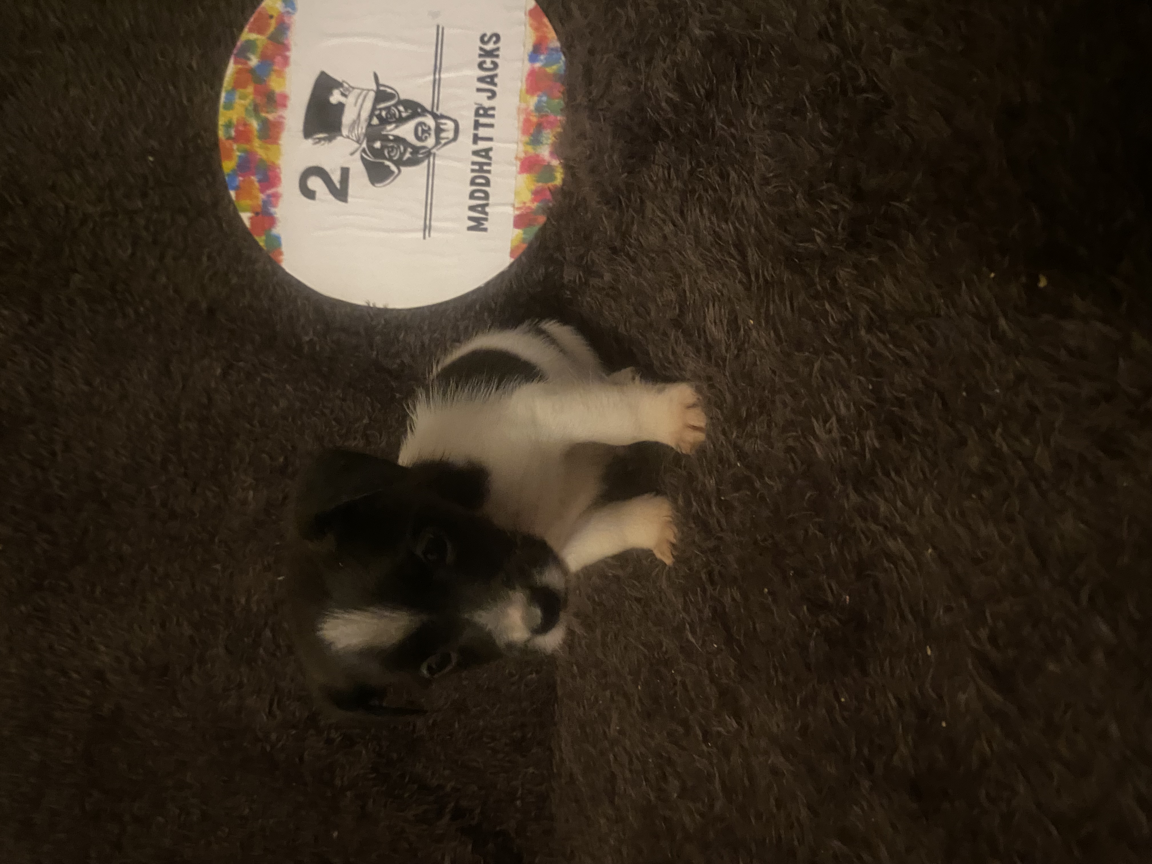 Quil - Jack Russell Terrier Puppy