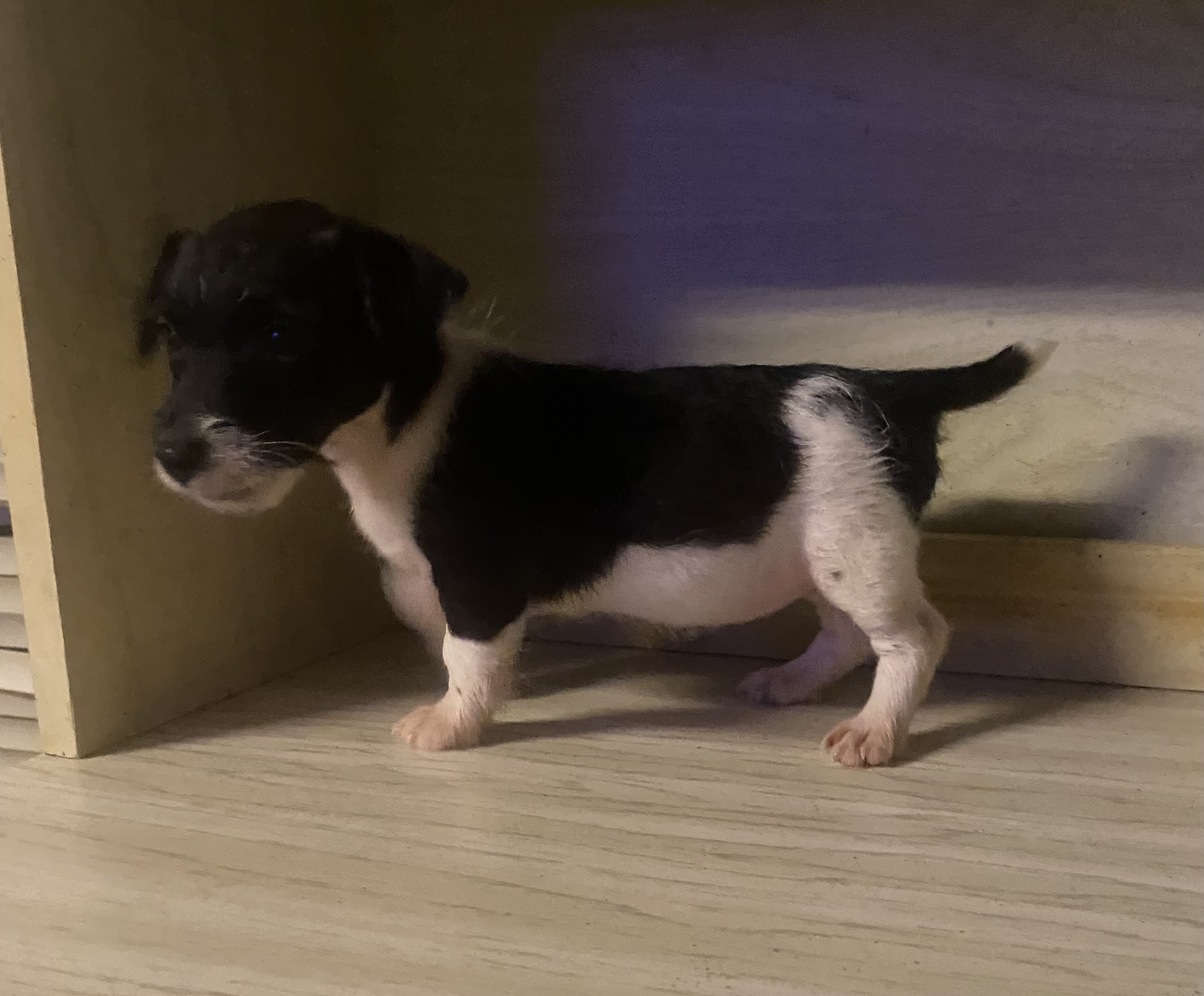 Nora - Jack Russell Terrier Puppy