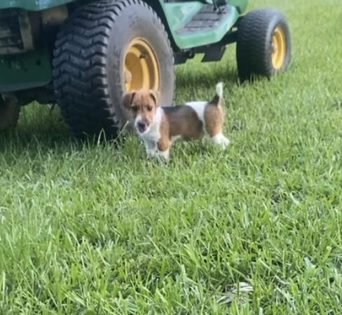 Sunny - Jack Russell Terrier Puppy