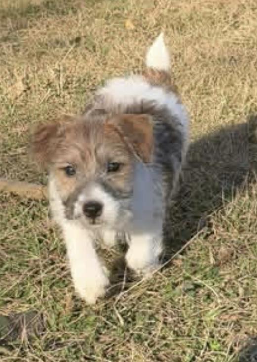 Happy Russell Terrier puppies in home