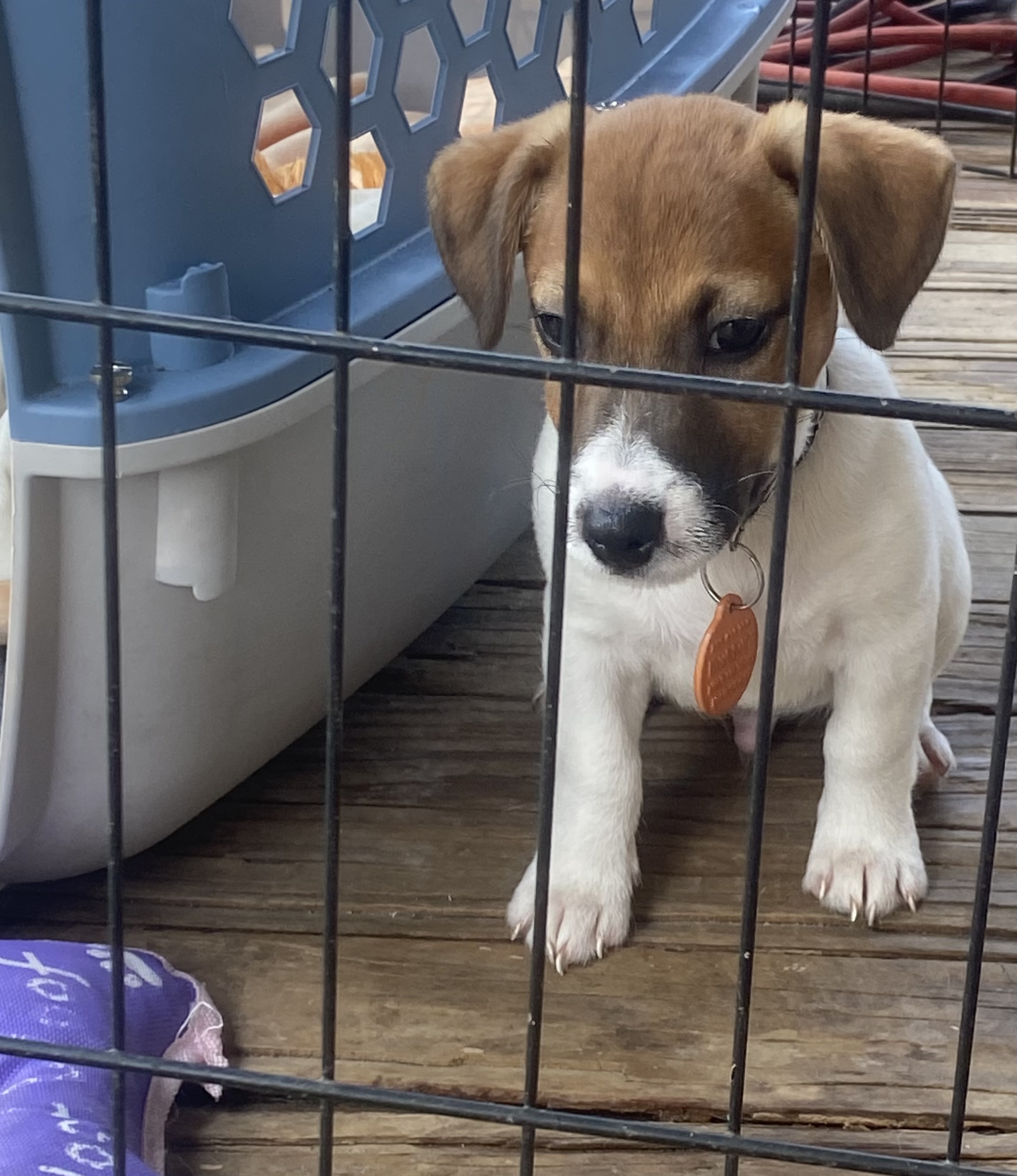 Polo - Jack Russell Terrier Puppy