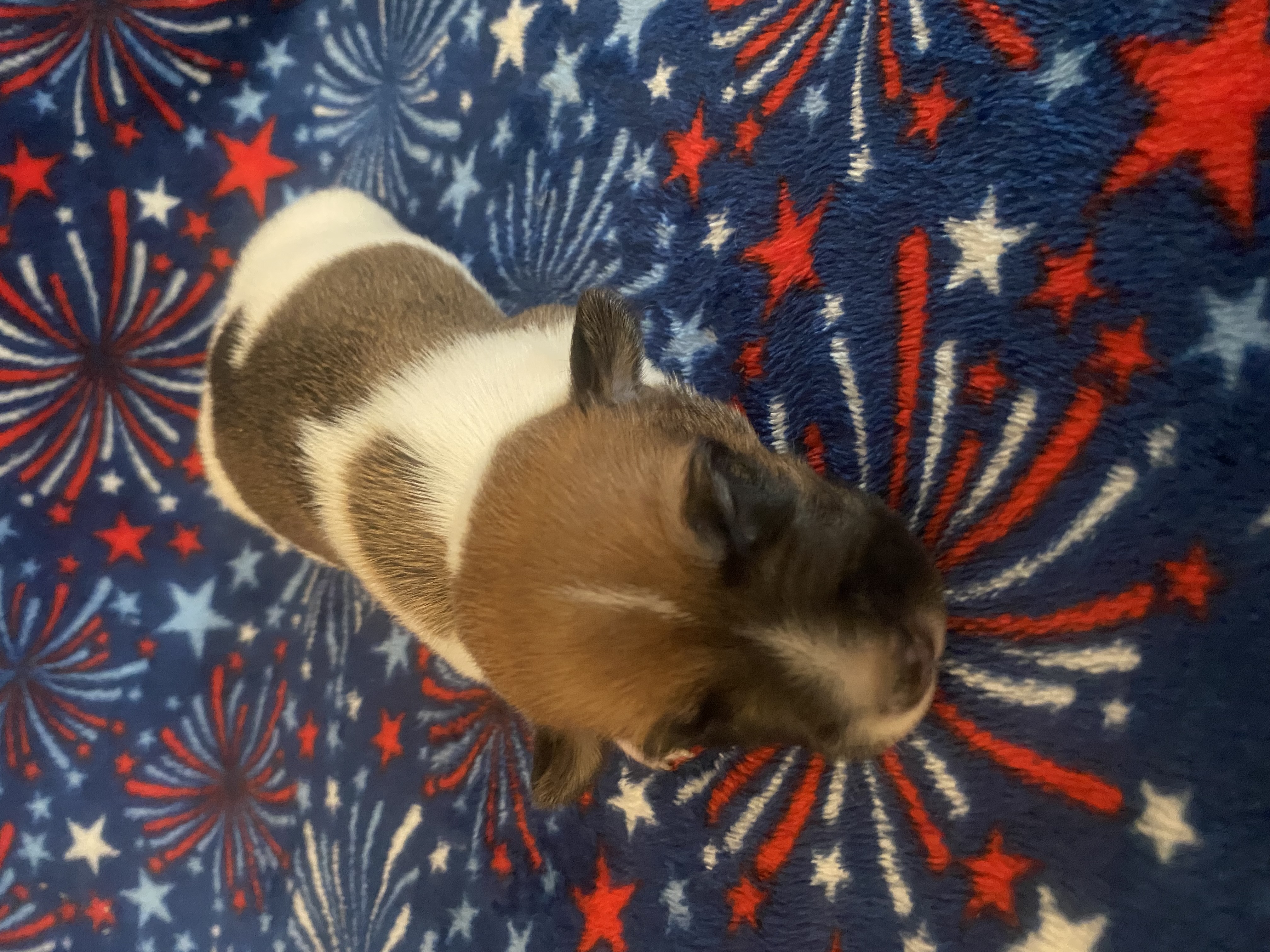 Peter - Jack Russell Terrier Puppy