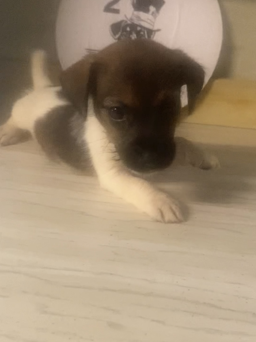 Phoebe - Jack Russell Terrier Puppy