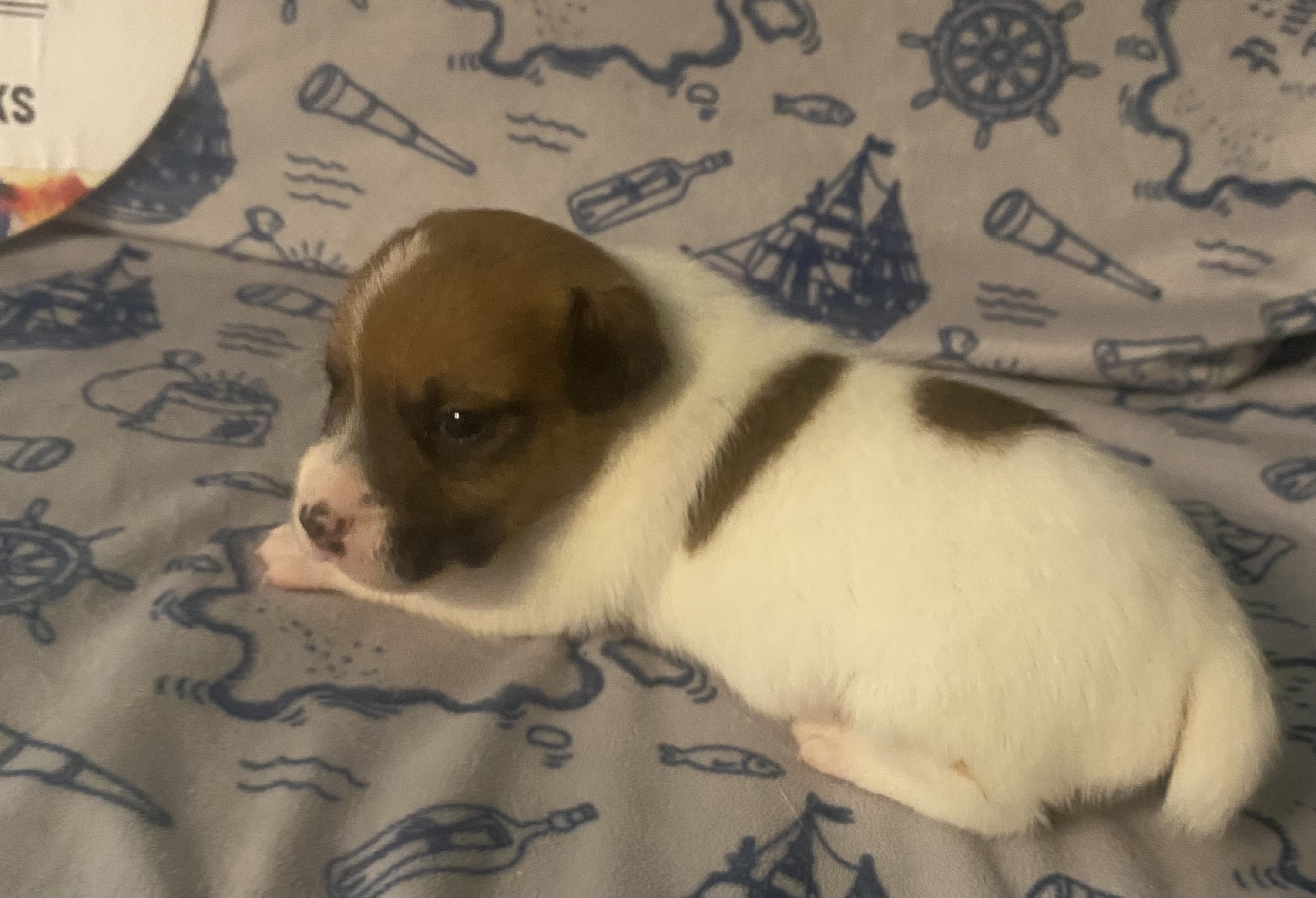 Polo - Jack Russell Terrier Puppy