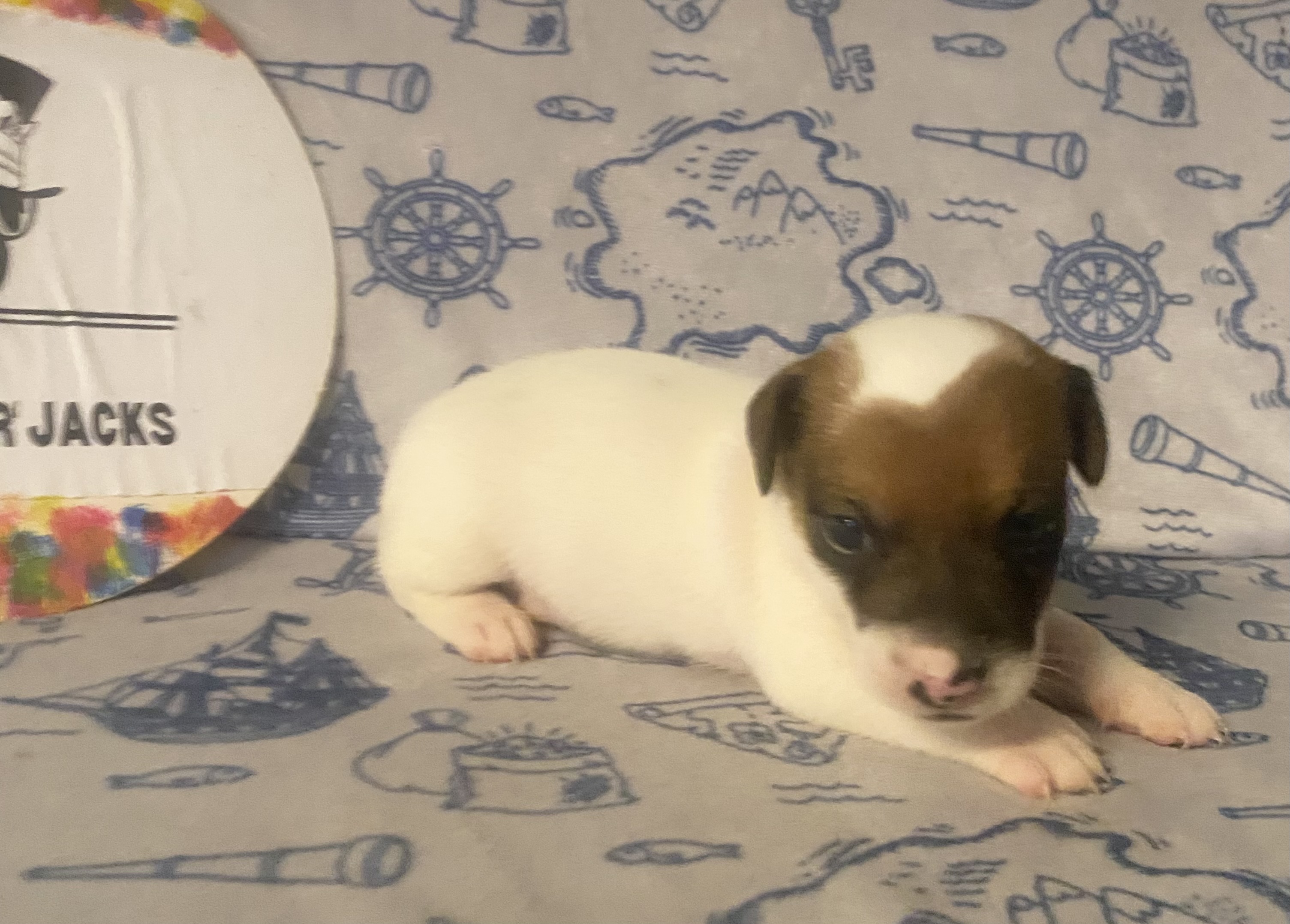 Ryatt - Jack Russell Terrier Puppy