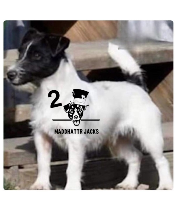 AKC Male Breeding Russell Terrier