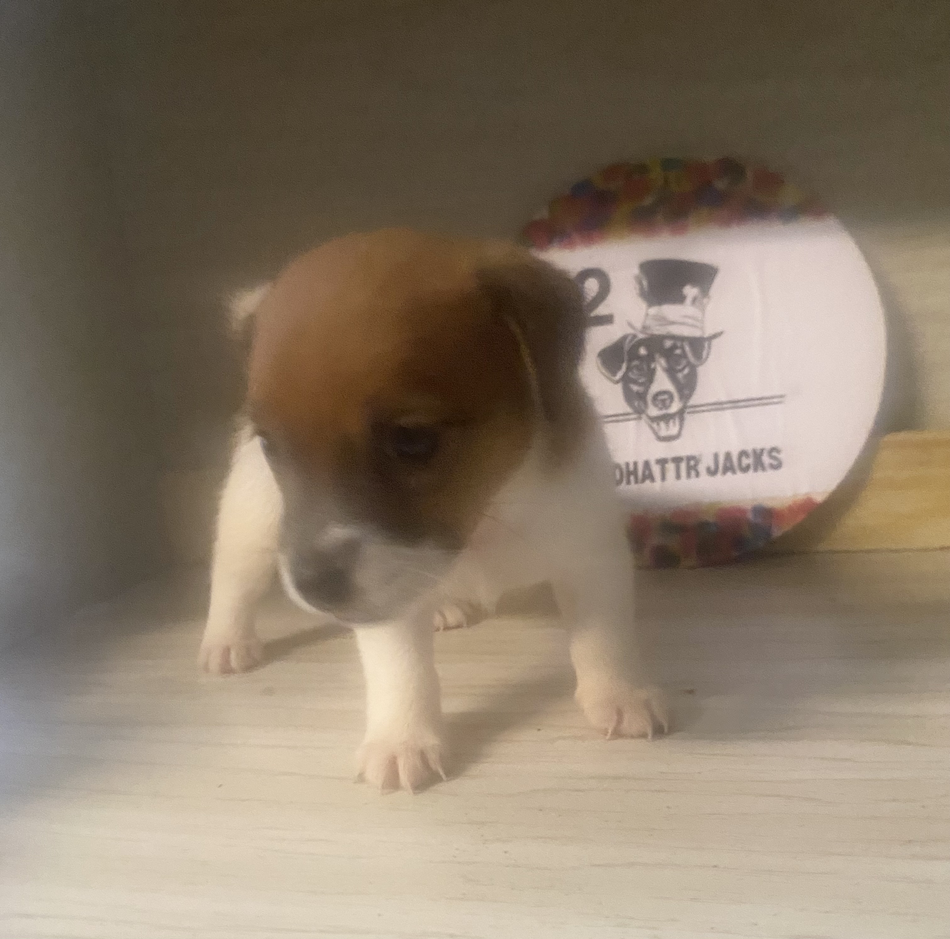 Rea - Jack Russell Terrier Puppy
